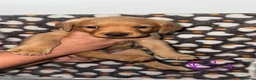 Labrador Retriever dogs for sale: Homebreed Red Fox Labrador Puppies  - Advert 6