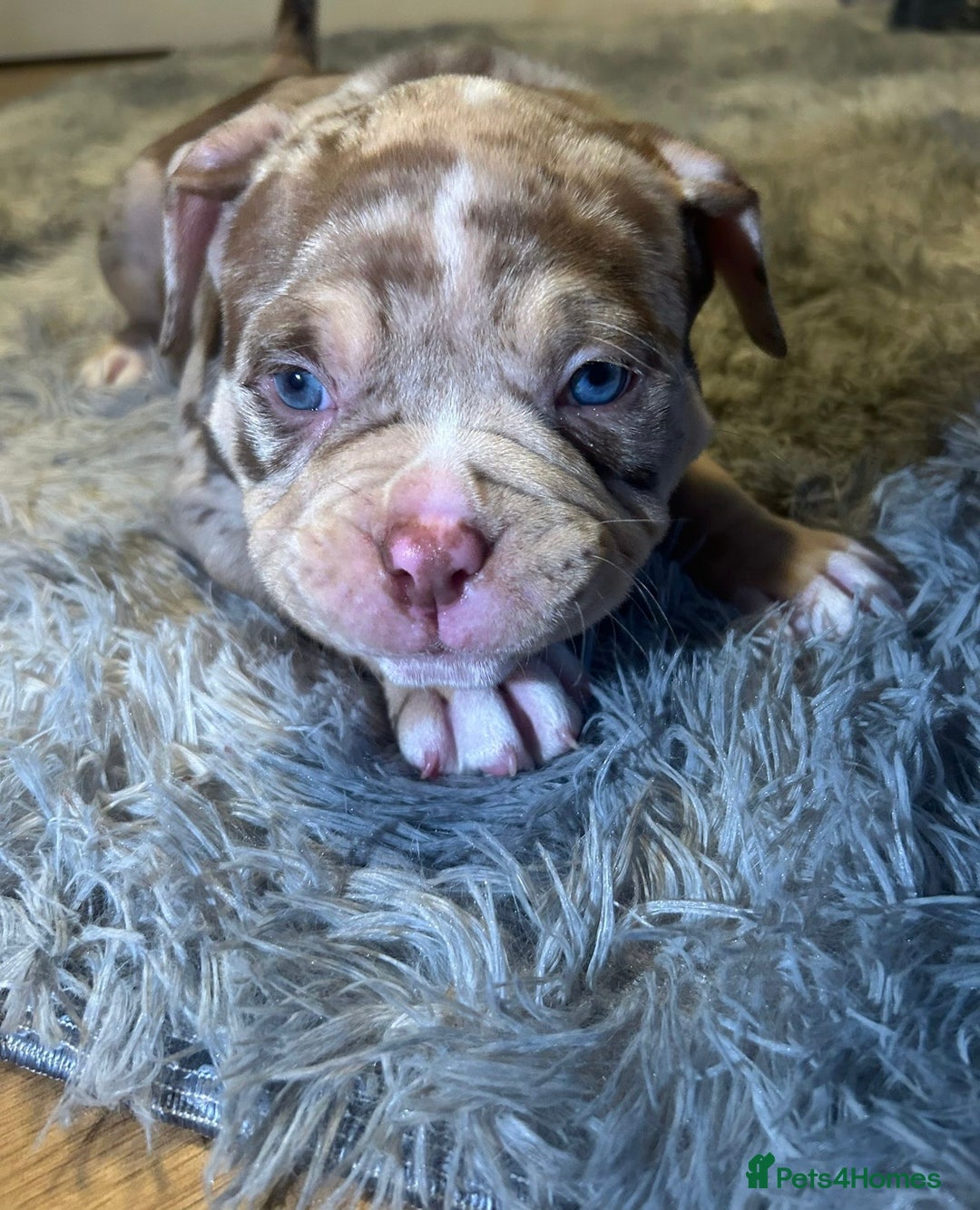 Mixed Breed dogs for sale: 4 girl pocket bully’s - Advert 3
