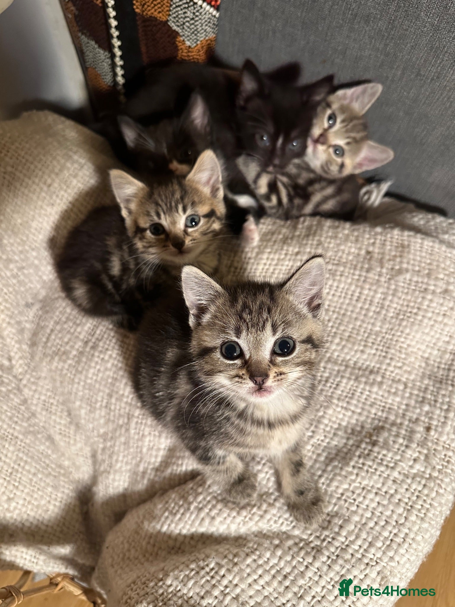 Mixed Breed cats 6 Beautiful Kittens Available  - Advert 1