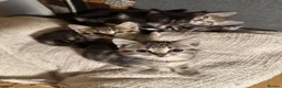 Mixed Breed cats for sale: 6 Beautiful Kittens Available  - Advert 1