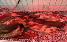 Dachshund dogs for sale: Miniature short haired Dapple dachshund puppies - Image 1