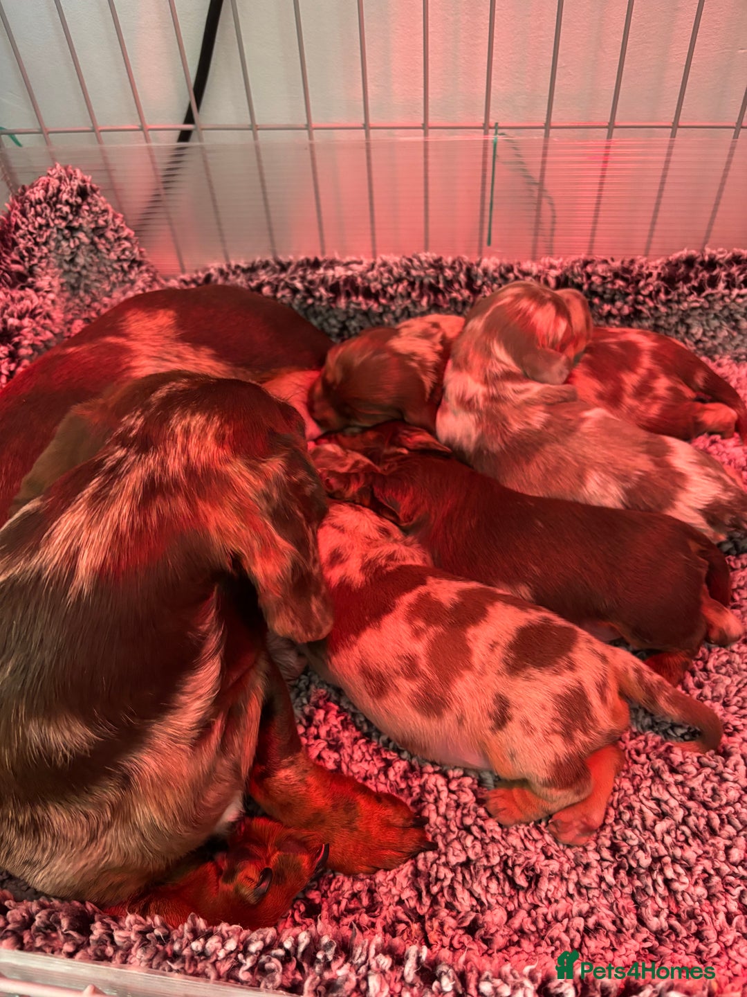 Dachshund dogs for sale: Miniature short haired Dapple dachshund puppies - Image 1