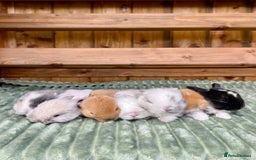 Mini Lop rabbits for sale: Mini Lop Baby Buns 🌸 TWO REMAINING! - Image 8