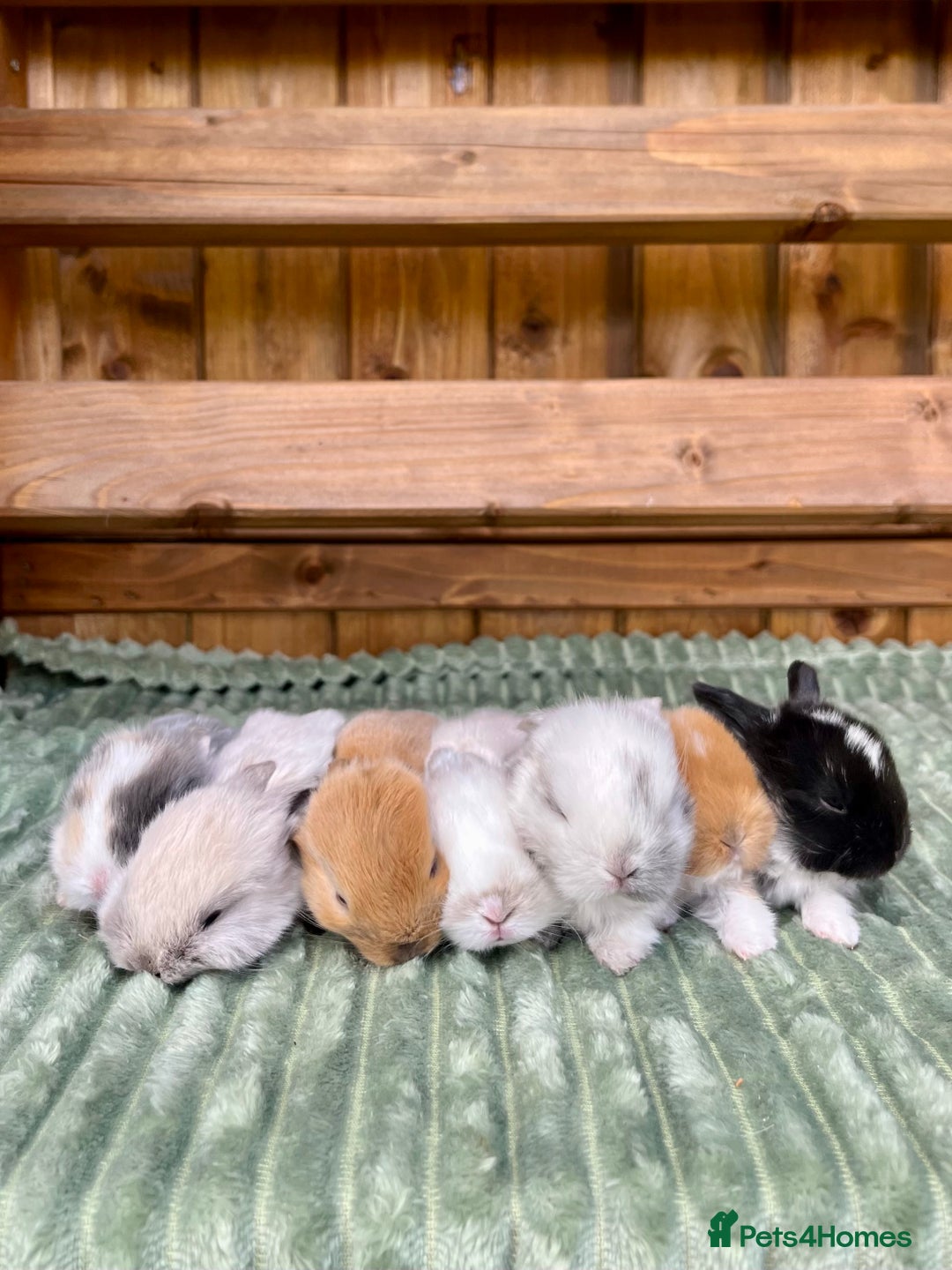 Mini Lop rabbits for sale: Mini Lop Baby Buns 🌸 TWO REMAINING! - Image 8