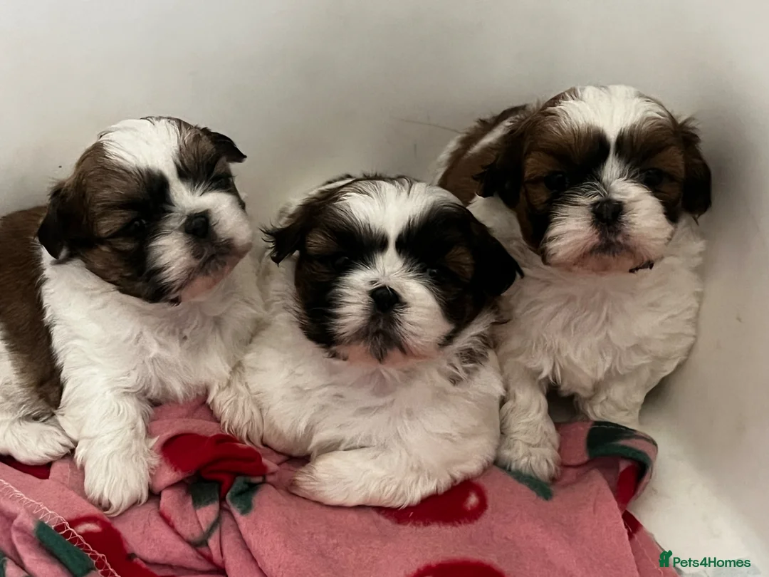 Shih Tzu dogs for sale: Shih Tzu puppies  - Advert 1