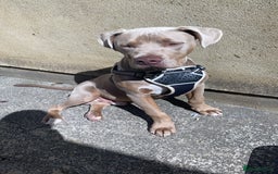 Mixed Breed dogs for sale: Bruno - Image 3