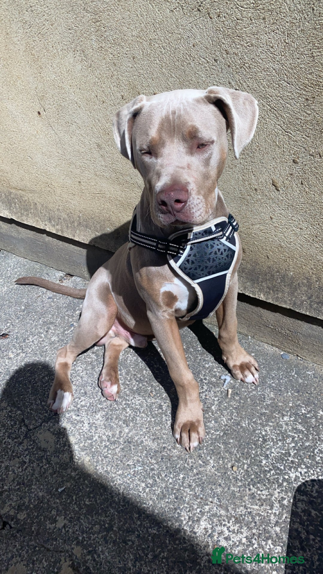 Mixed Breed dogs for sale: Bruno - Image 3