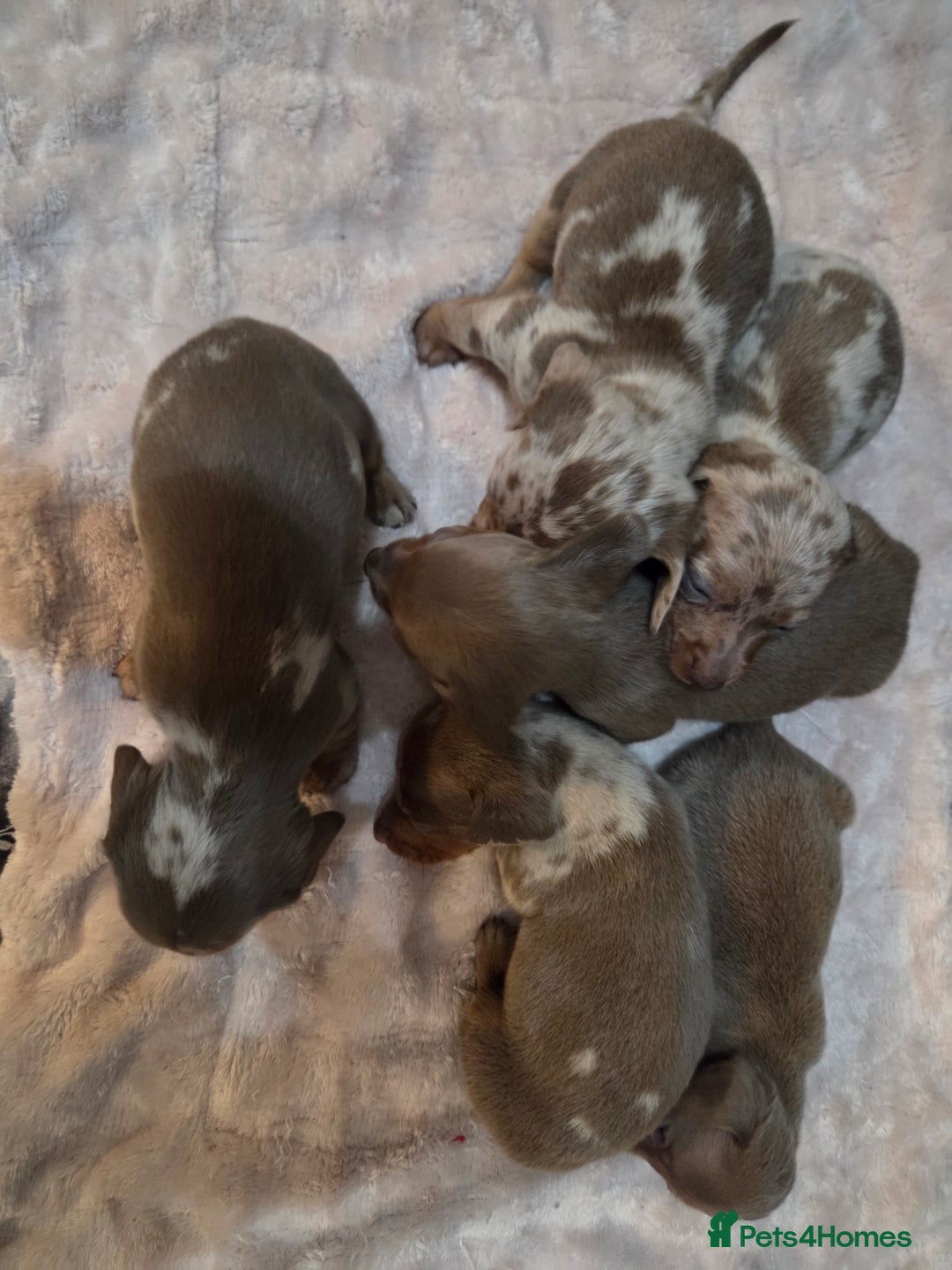 Miniature Dachshund dogs for sale: Miniature dachshund pups KC Reg - Advert 16