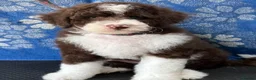 Bernedoodle dogs for sale: Mini Bernedoodles ready to go now - Advert 12