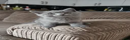 British Shorthair cats for sale: Beautiful British Shorthair kittens  - Advert 9