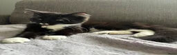 Mixed Breed cats for sale: Binx for sale  - Advert 3