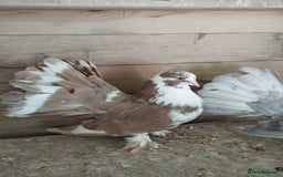Pigeons birds for sale: Lovely fantails for sale  - Image 9