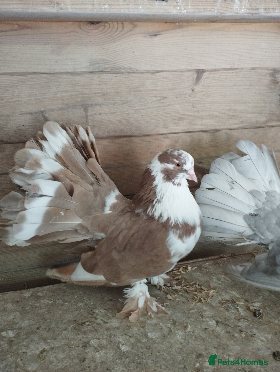 Pigeons birds for sale: Lovely fantails for sale  - Image 9