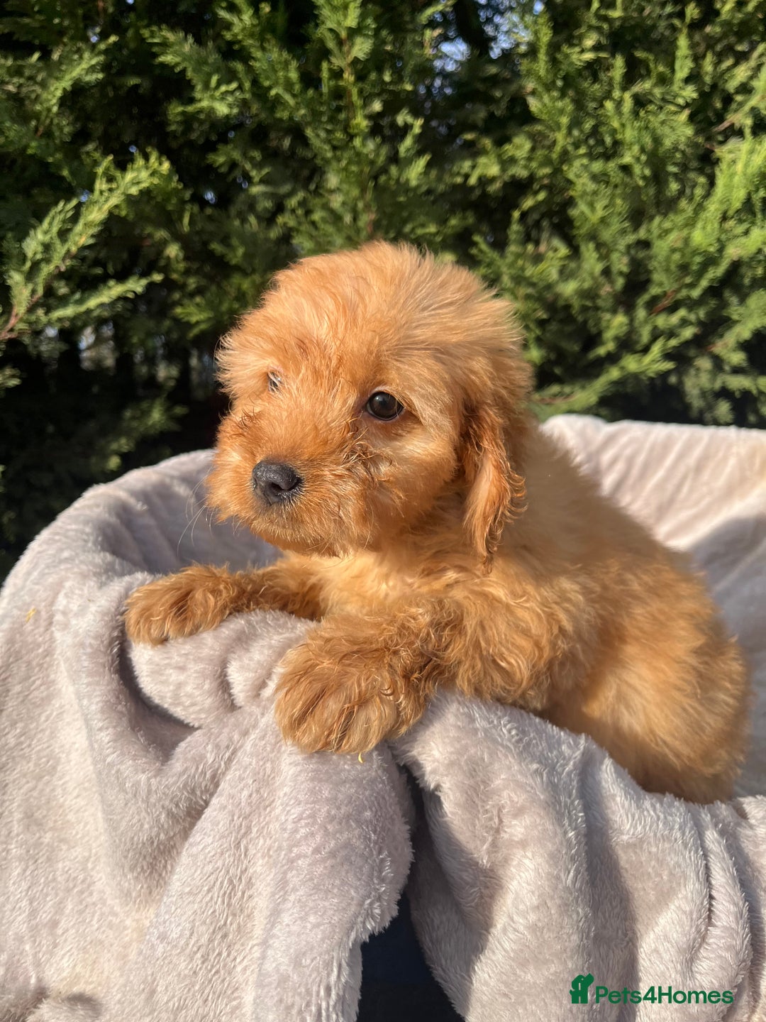 Cockapoo dogs for sale: Five beautiful cockapoos  - Advert 17