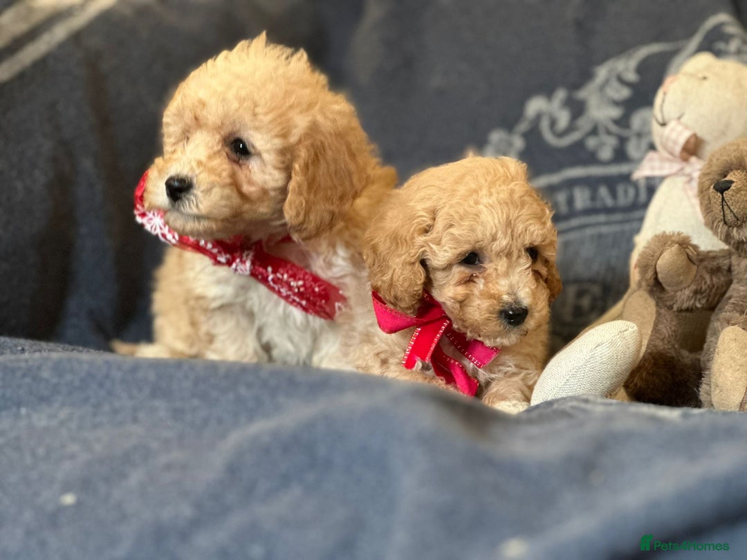 Poochon dogs for sale: Superb litter of Poochon's  - Advert 4