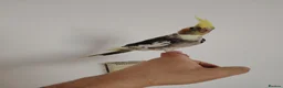 Cockatiels birds for sale: baby cockatiels - Advert 5