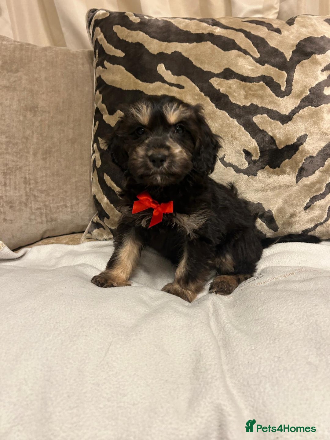 Cavapoo dogs for sale: Cavapoo puppies  - Advert 3