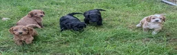 Cockapoo dogs for sale: Licensed breeder, health tested F1 cockapoos - Advert 8