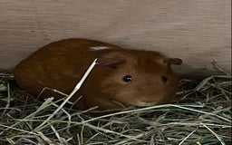 Guinea Pig rodents for sale: Gorgeous mix of baby piggies  - Image 11