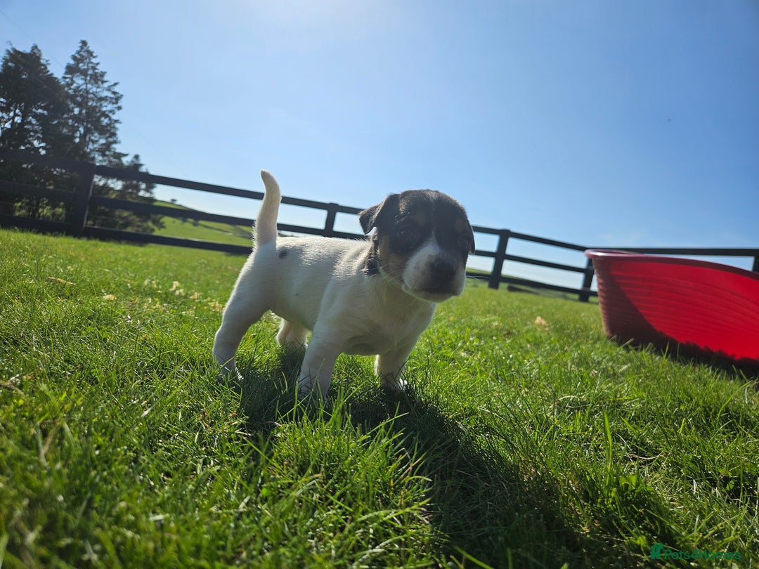 Jack Russell dogs for sale: Traditional Jack Russell Puppies - Image 6