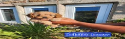 Cavapoo dogs for sale: Cavapoo puppies - Advert 10