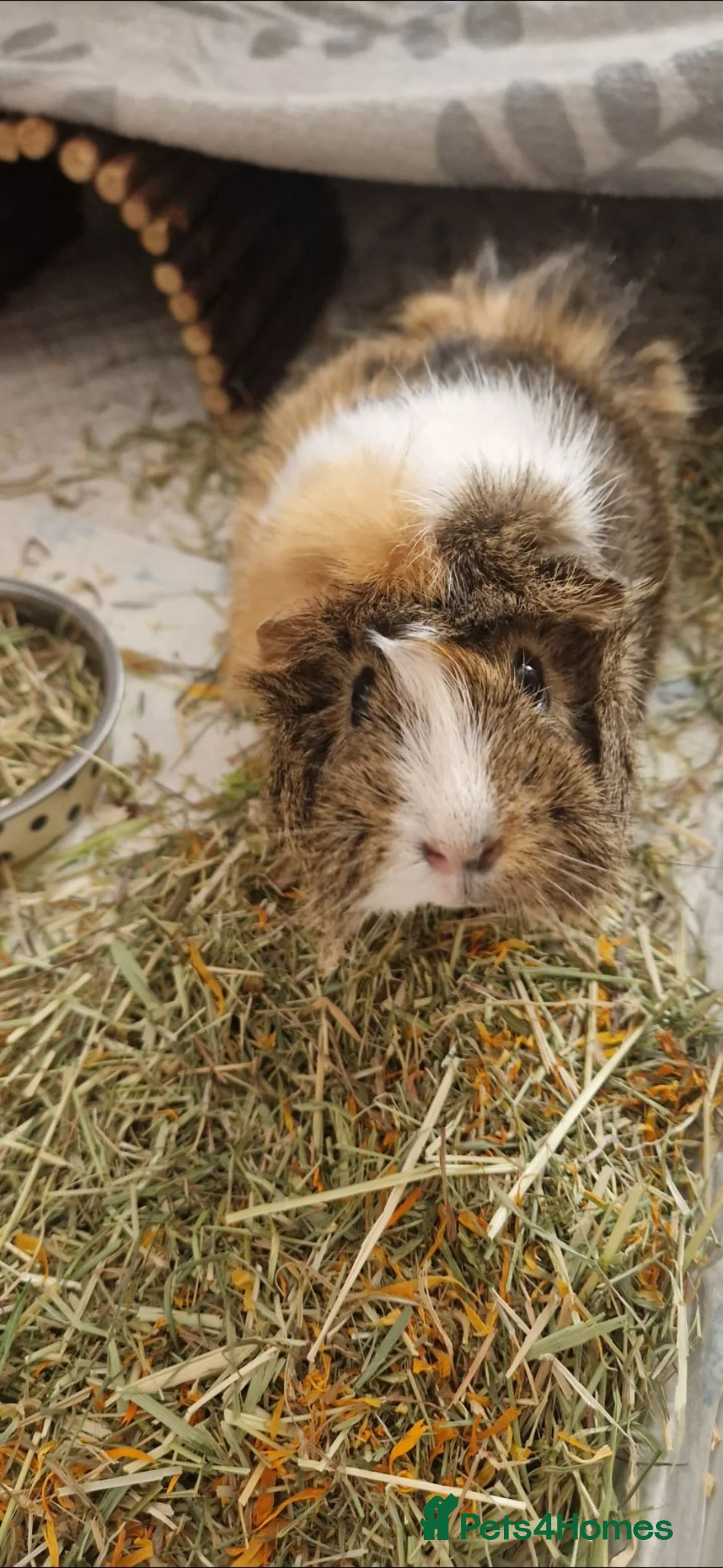 Guinea Pig rodents for sale: Desperate in need of new forever home  in Sunderland - Advert 5