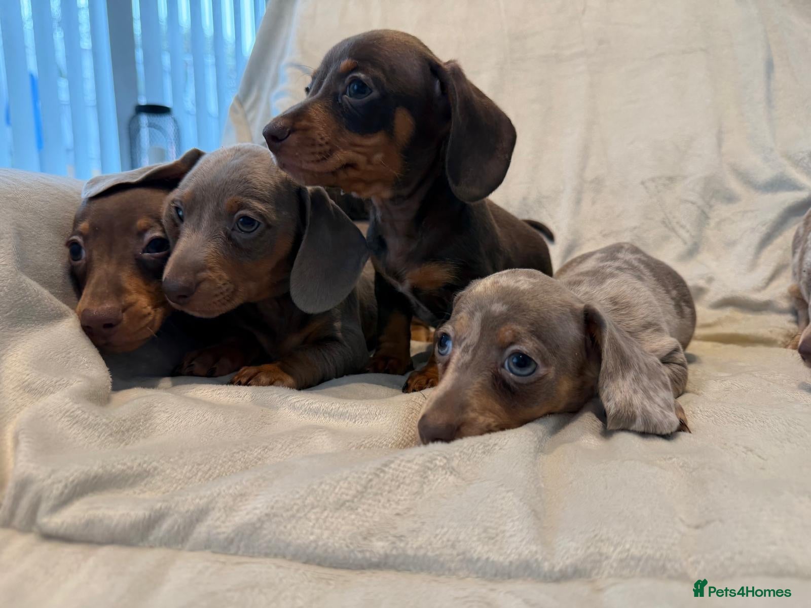 Miniature Dachshund dogs Kc miniature dachshund  - Advert 1
