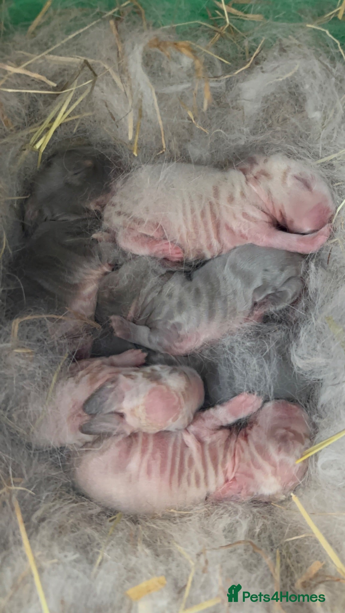 Mini Lop rabbits New born mini lop rabbits - Advert 2