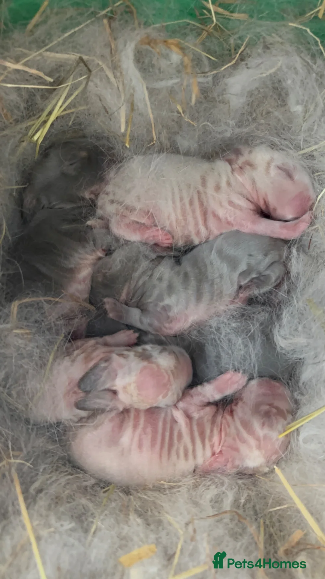 Mini Lop rabbits for sale: New born mini lop rabbits in Aberdare - Advert 2