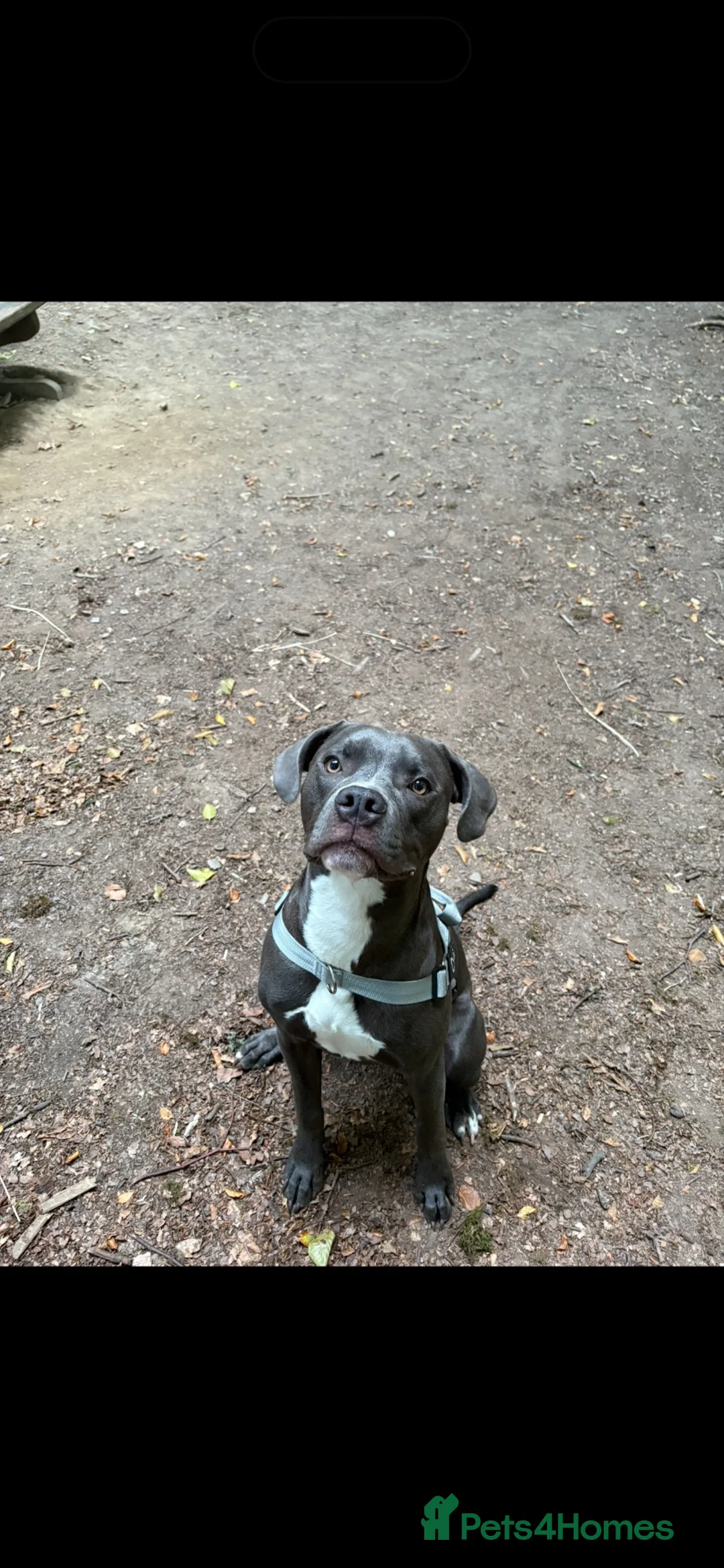 Mixed Breed dogs for sale: Staff Mix American Bulldog - Advert 2