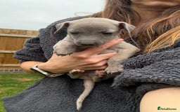 Whippet dogs for sale: OUTSTANDING PRESTIGIOUS LAGUNA BLUE WHIPPETS! KC - Image 32