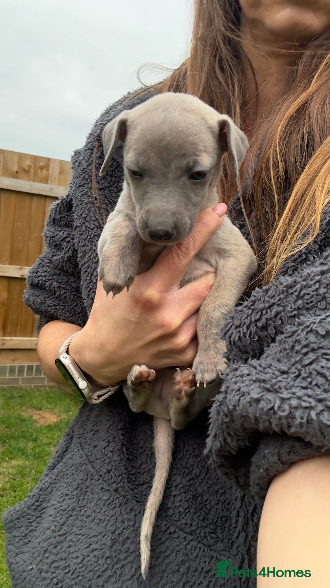 Whippet dogs for sale: OUTSTANDING PRESTIGIOUS LAGUNA BLUE WHIPPETS! KC - Image 32