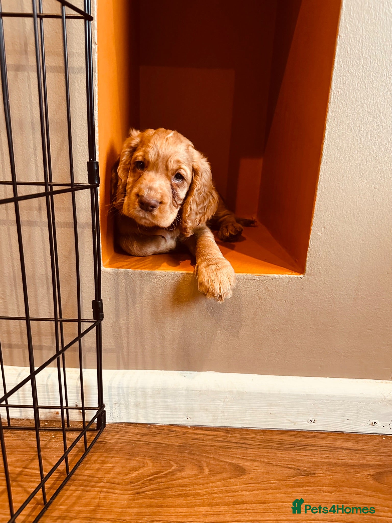 Cocker Spaniel dogs Beautiful Red/Golden Working Cocker Spaniel Girl  - Advert 2