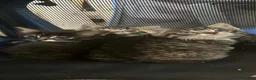 Mixed Breed cats for sale: 3 kittens for sale  - Advert 4