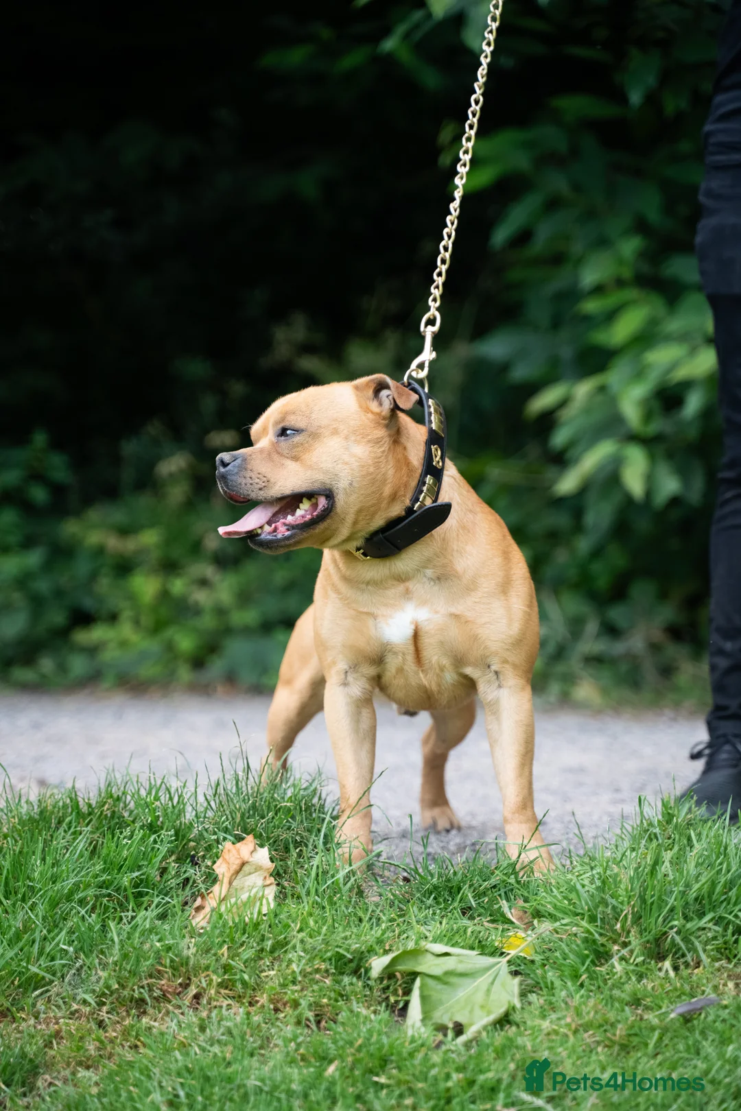 Staffordshire Bull Terrier dogs for stud: Exceptional Red Staffordshire Bull Terrier! in Nottingham - Advert 6