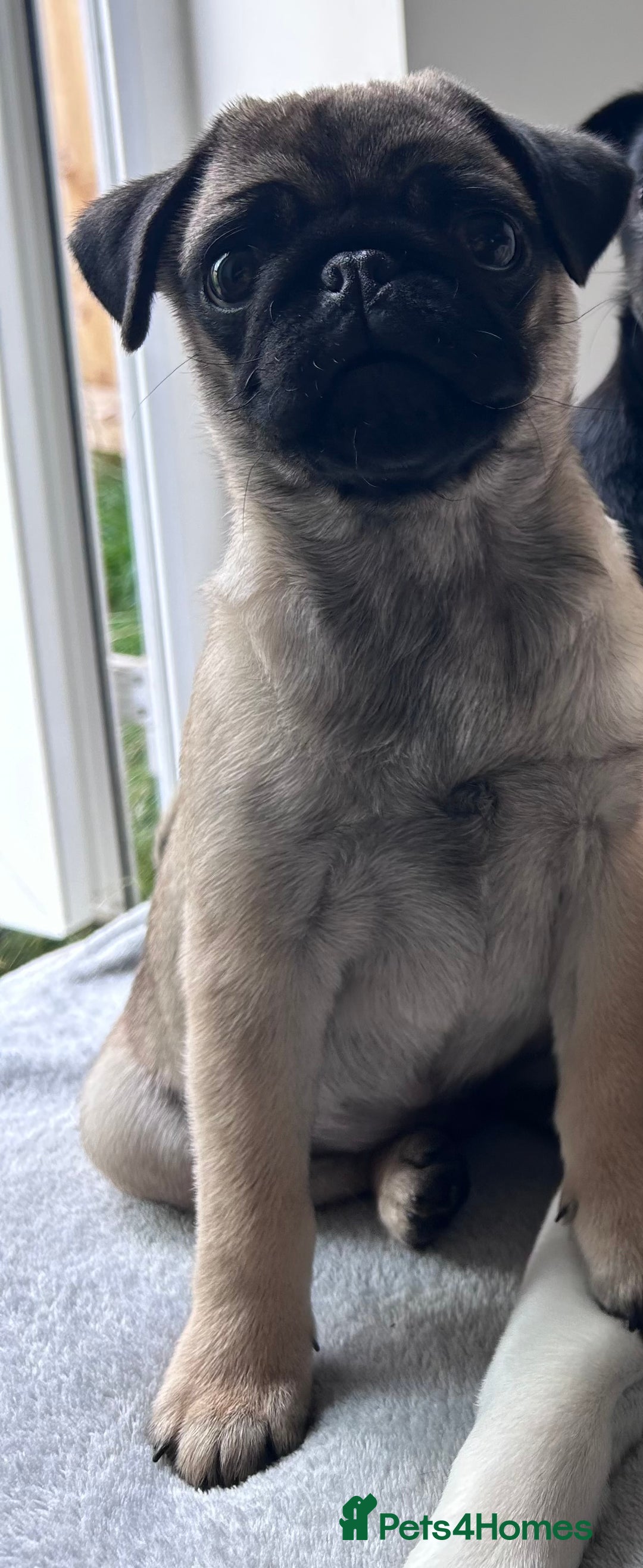 Pug dogs for sale: 8month old male fawn pug - Advert 2