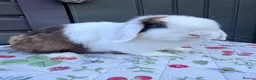 Mini Lop rabbits for sale: Mini lop Rabbits for sale 2 Doe and buck  - Advert 10