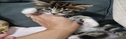 Siberian cats for sale: Fluffy kittens - Advert 7