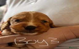 Cockapoo dogs for sale: 7 Cockapoo puppies  - Image 7