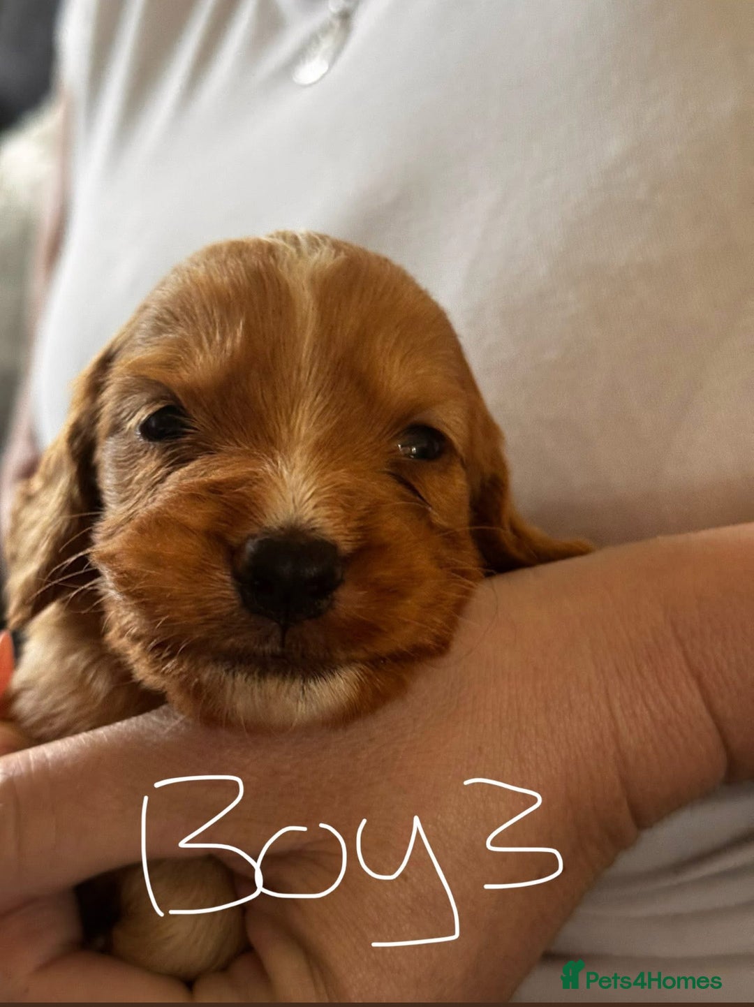 Cockapoo dogs for sale: 7 Cockapoo puppies  - Image 7