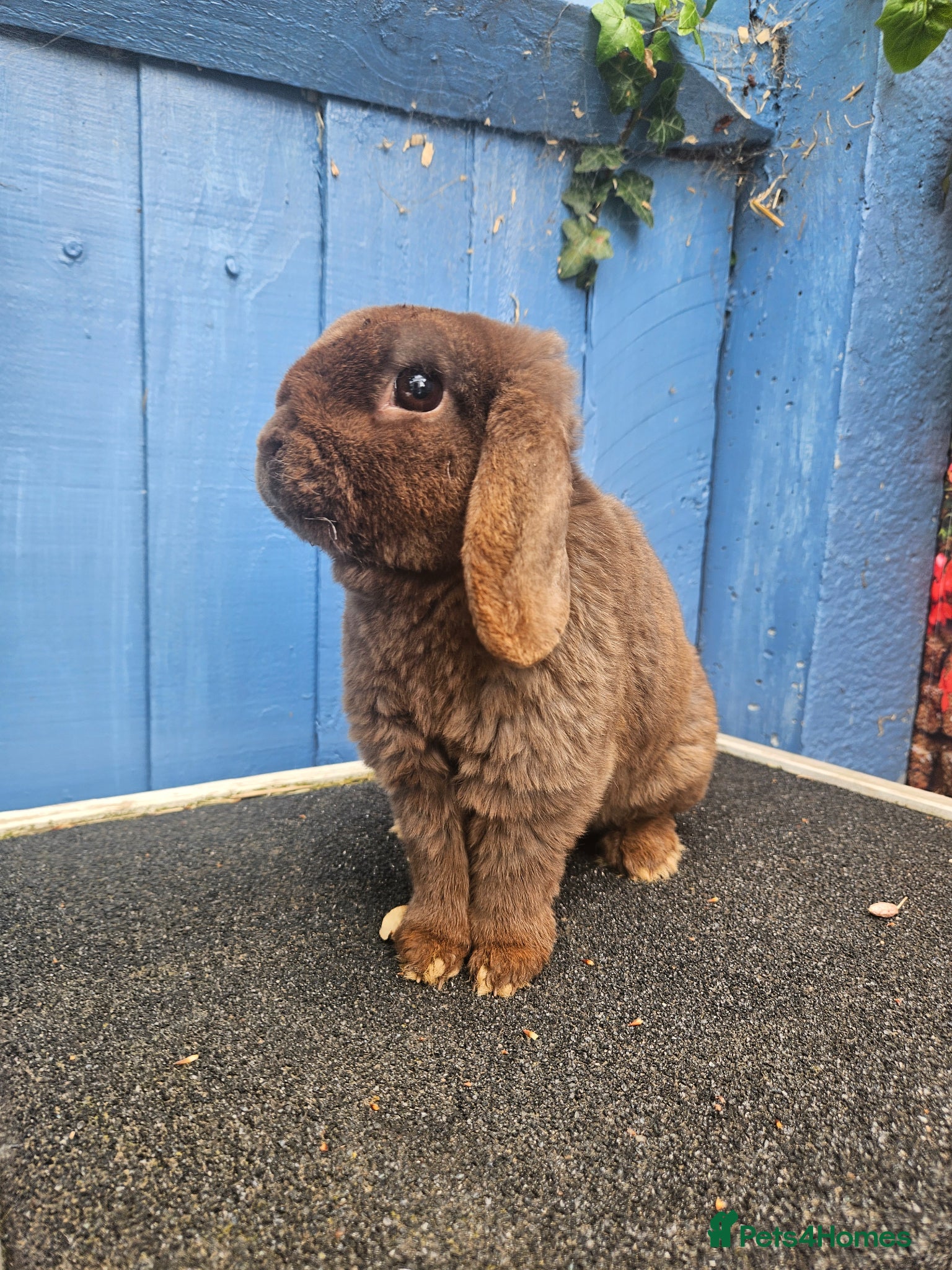 Mini Lop rabbits Mini Plush Lop Wellbeing / Support Bunny - Advert 2