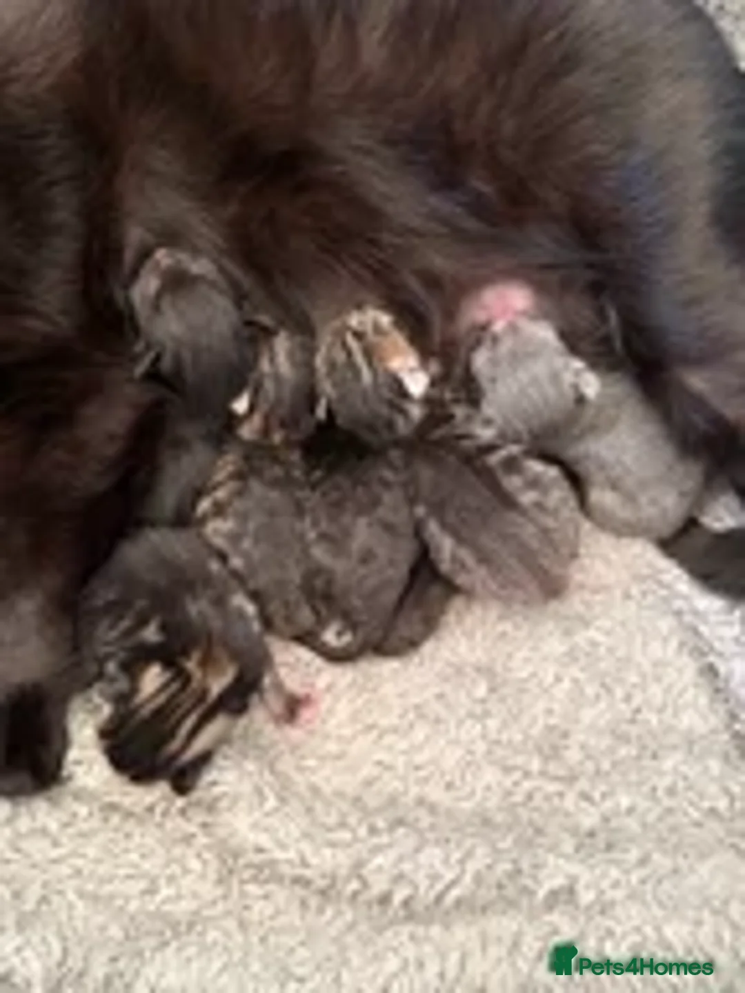 Mixed Breed cats for sale: Kittens - Advert 2