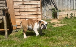 English Bulldog dogs for sale: 2 KC Breeding Bitches - Image 9
