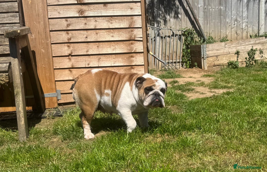 English Bulldog dogs for sale: 2 KC Breeding Bitches - Image 9