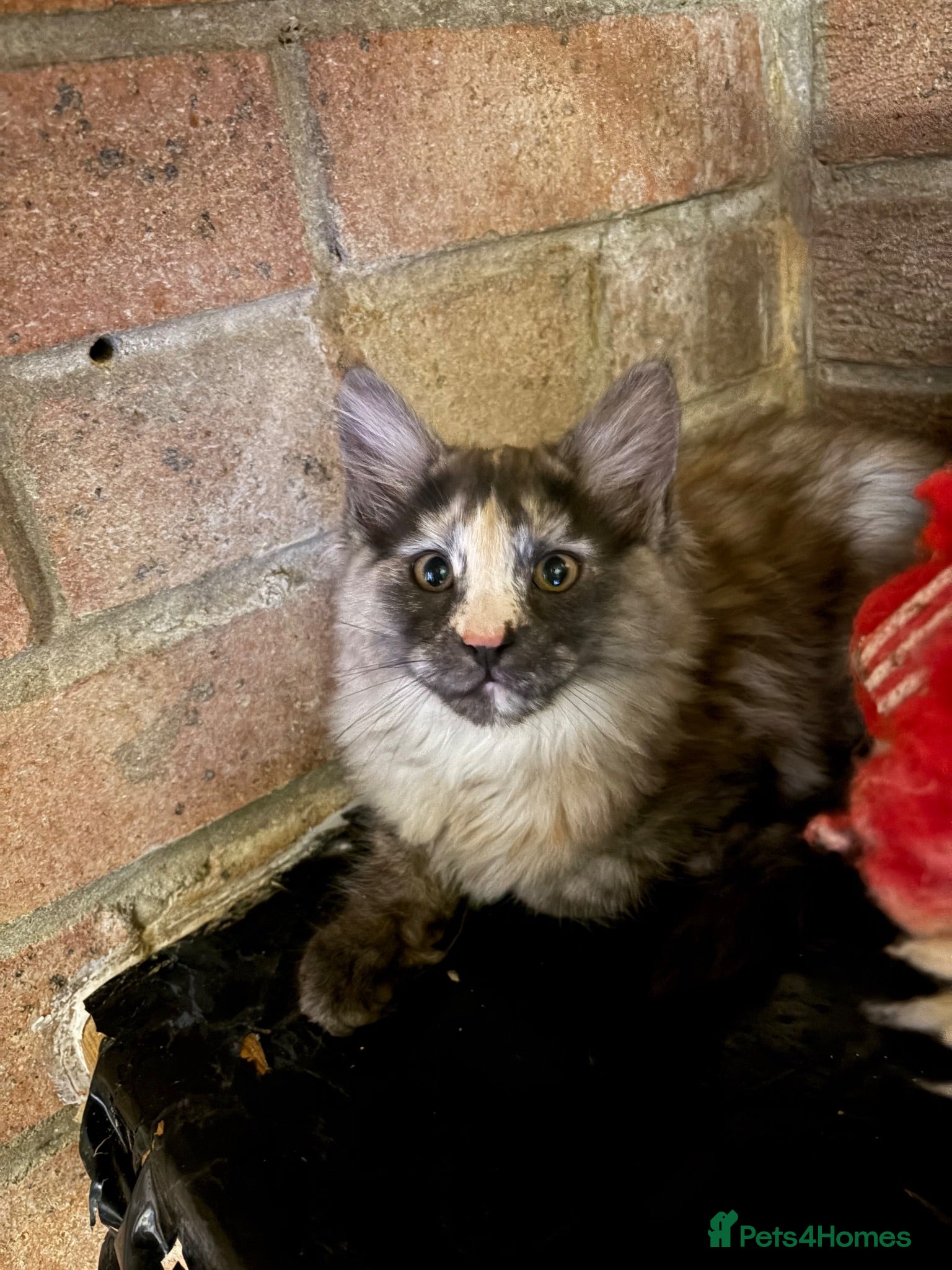 Maine Coon cats *ready soon*Pedigree GCCF MaineCoon girls  - Advert 1