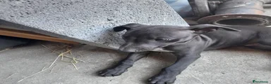 Whippet 5