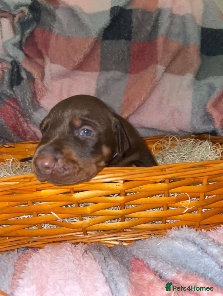 Dobermann dogs Gorgeous Doberman litter - Advert 1