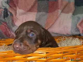 Dobermann dogs Gorgeous Doberman litter - Advert 1