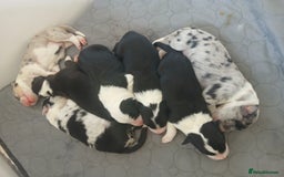 Border Collie dogs for stud: proven border collie at stud in Doncaster - Image 32