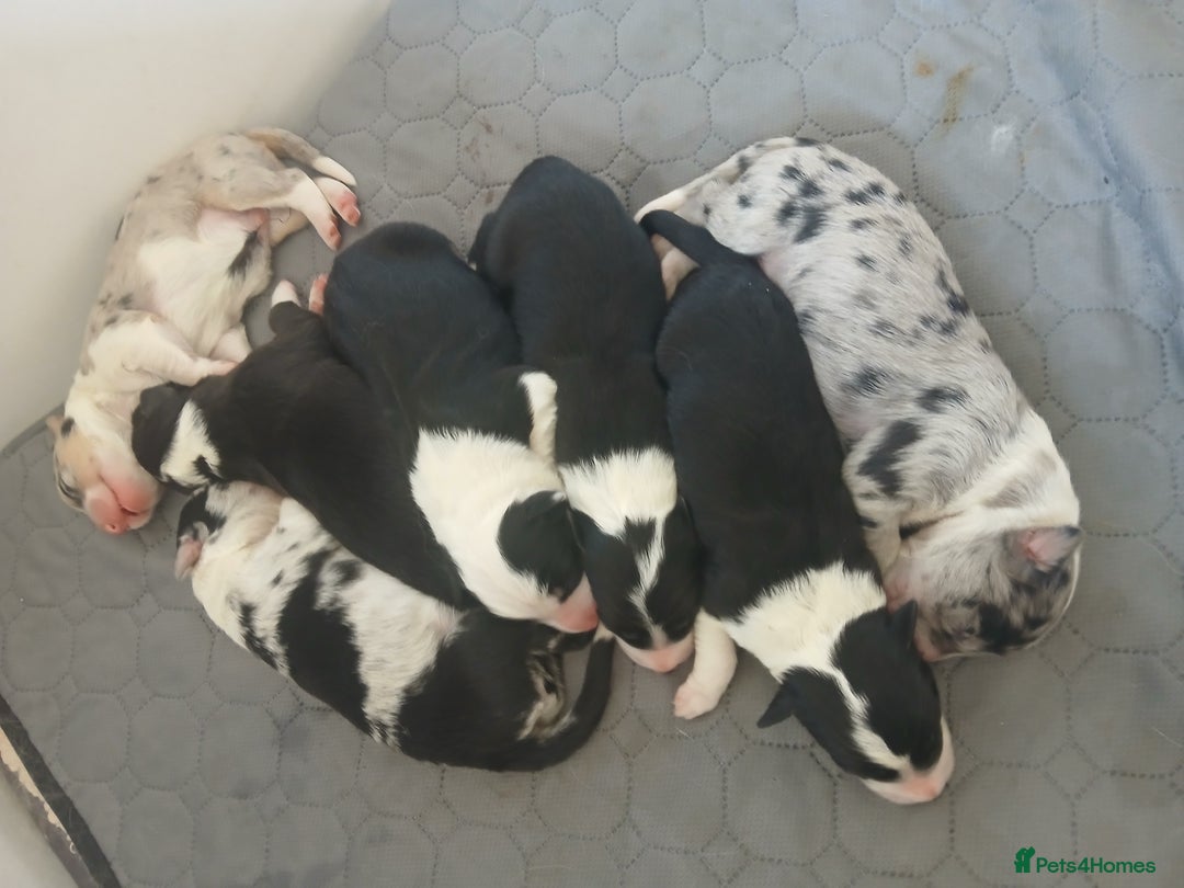 Border Collie dogs for stud: proven border collie at stud in Doncaster - Image 32